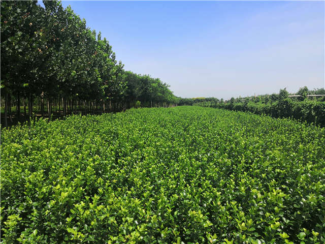 沭陽長景園林衛矛種植基地實拍 沭陽長景園林衛矛種植基地實拍
