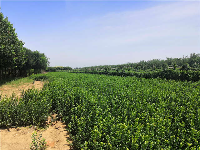 沭陽長景園林衛矛種植基地實拍 沭陽長景園林衛矛種植基地實拍