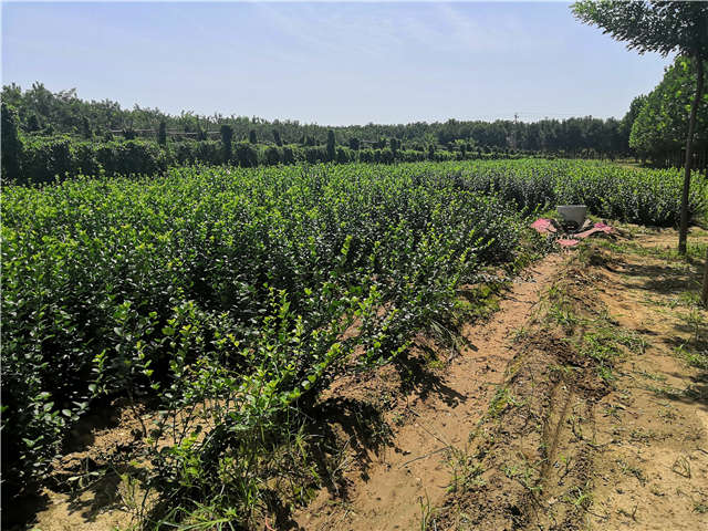 沭陽長景園林衛矛種植基地實拍 沭陽長景園林衛矛種植基地實拍