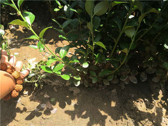 沭陽長景園林衛矛種植基地實拍 沭陽長景園林衛矛種植基地實拍