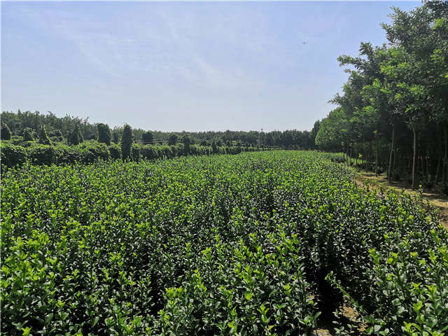 沭陽長景園林衛矛種植基地實拍 沭陽長景園林衛矛種植基地實拍