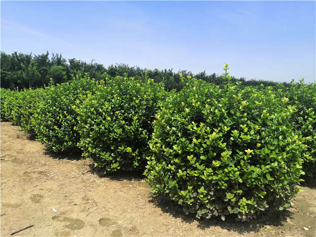沭陽長景園林衛矛球種植基地實拍圖片 沭陽長景園林衛矛球種植基地實拍圖片