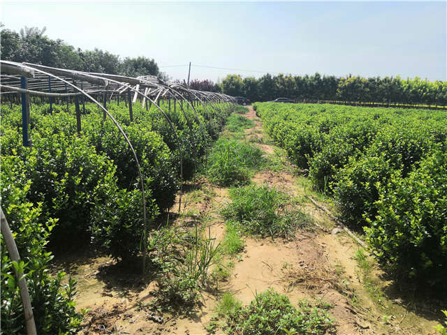 沭陽長景園林衛矛球種植基地實拍圖片 沭陽長景園林衛矛球種植基地實拍圖片