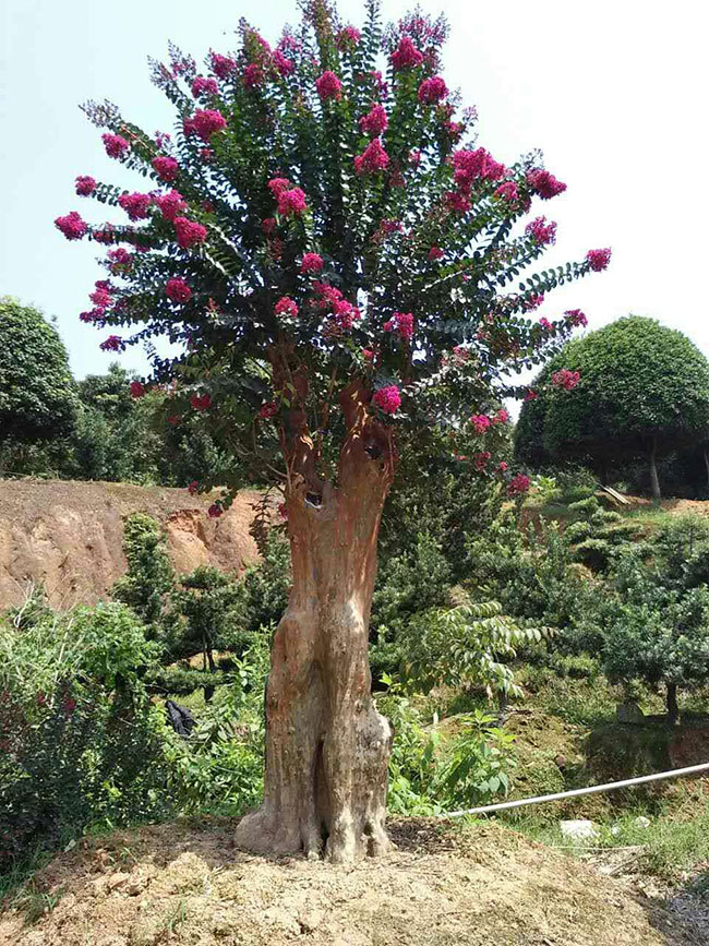 苗木造型 苗木造型