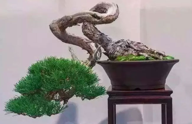 苗木造型 苗木造型