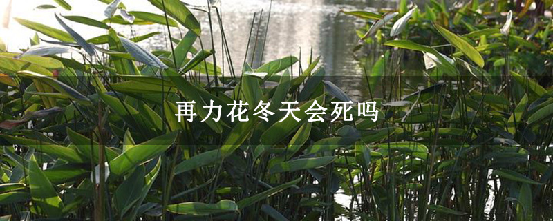 再力花冬天會死嗎