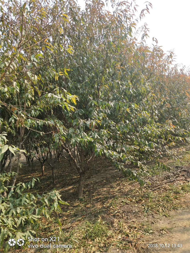 碧桃種植基地實拍 碧桃種植基地實拍