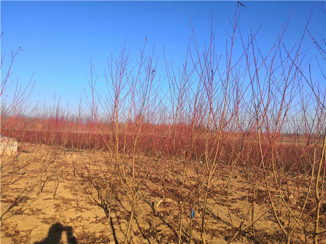 碧桃種植基地實拍 碧桃種植基地實拍