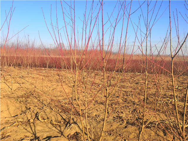 碧桃種植基地實拍 碧桃種植基地實拍
