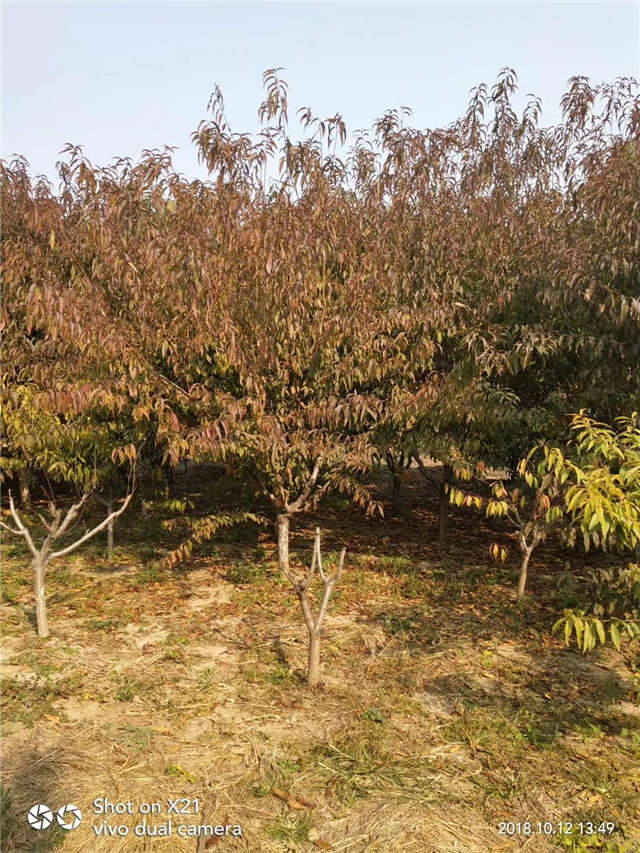 碧桃種植基地實拍 碧桃種植基地實拍