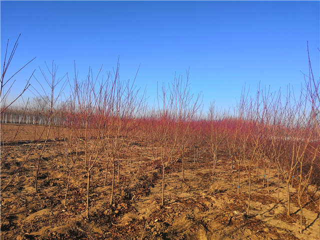 碧桃種植基地實拍 碧桃種植基地實拍