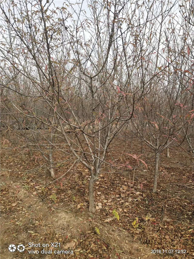 碧桃種植基地實拍 碧桃種植基地實拍