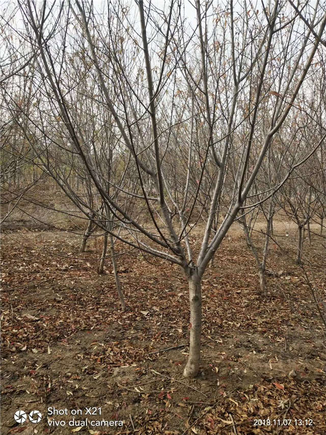 碧桃種植基地實拍 碧桃種植基地實拍