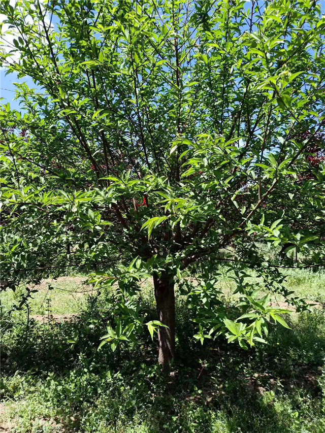 碧桃種植基地實拍 碧桃種植基地實拍
