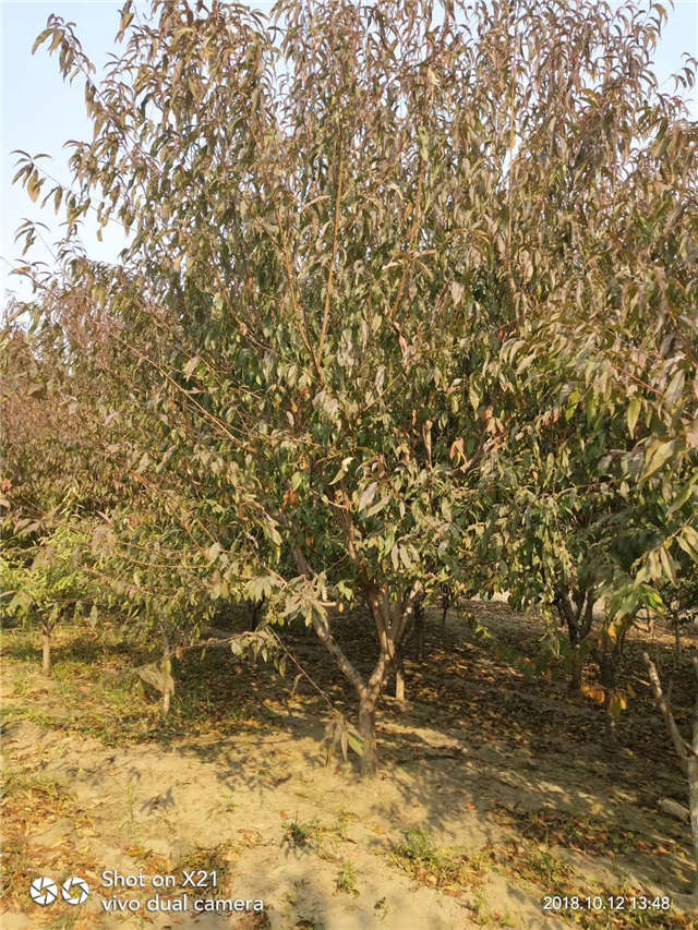 碧桃種植基地實拍 碧桃種植基地實拍