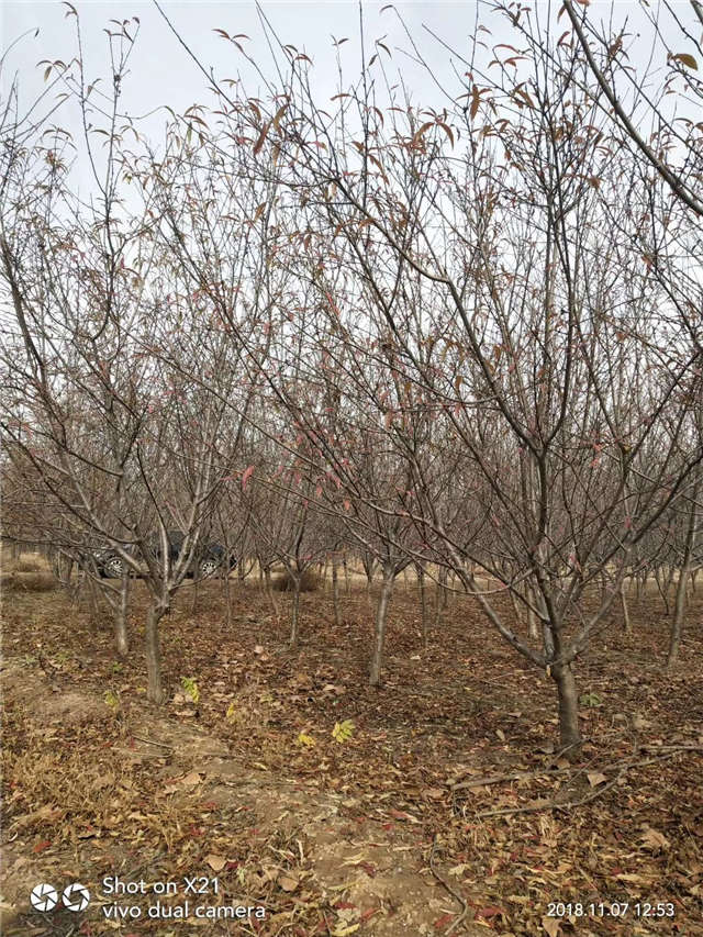碧桃種植基地實拍 碧桃種植基地實拍