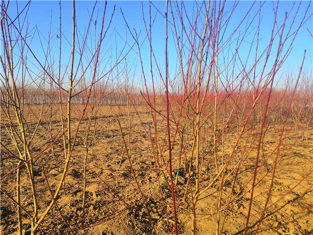 碧桃種植基地實拍 碧桃種植基地實拍