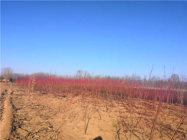 碧桃種植基地實拍 碧桃種植基地實拍