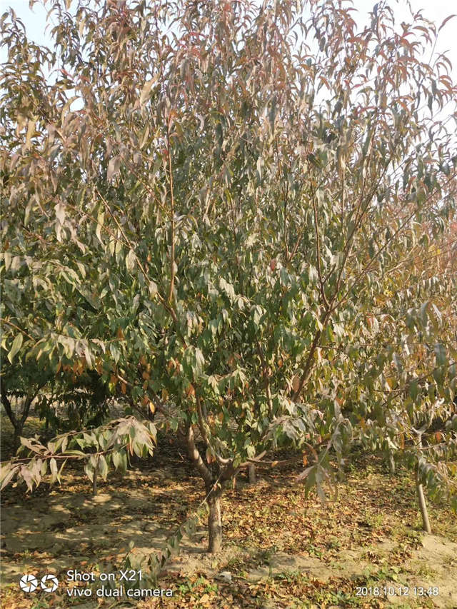 碧桃種植基地實拍 碧桃種植基地實拍