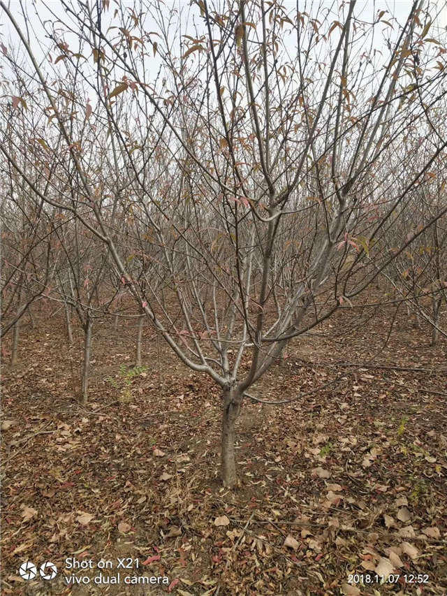 碧桃種植基地實拍 碧桃種植基地實拍