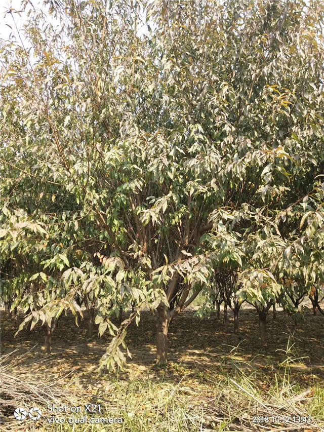 碧桃種植基地實拍 碧桃種植基地實拍