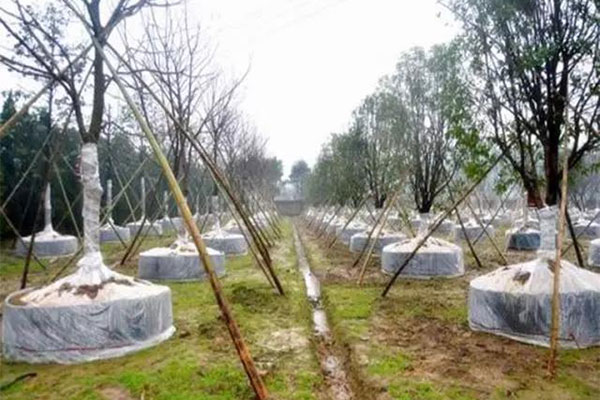 你知道,地栽苗經幾步可以轉化為容器苗嗎2.jpg