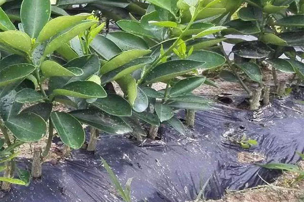 你知道,地栽苗經幾步可以轉化為容器苗嗎.jpg