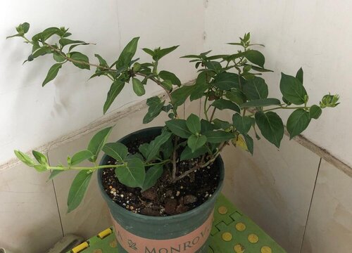 金銀花1