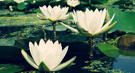 睡蓮、子午蓮、睡美人、水浮蓮、水芹花-成都青望園林景觀設計公司
