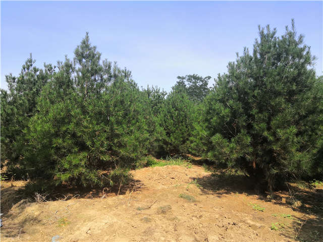 沭陽長景園林白皮松種植基地實拍圖片 沭陽長景園林白皮松種植基地實拍圖片