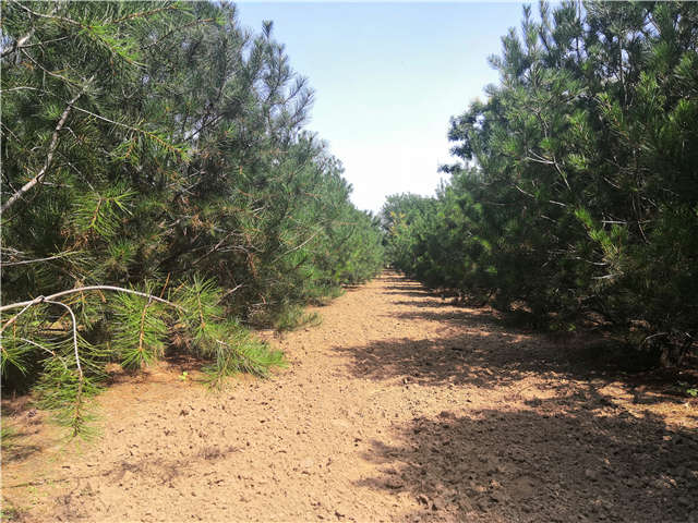 沭陽長景園林白皮松種植基地實拍圖片 沭陽長景園林白皮松種植基地實拍圖片