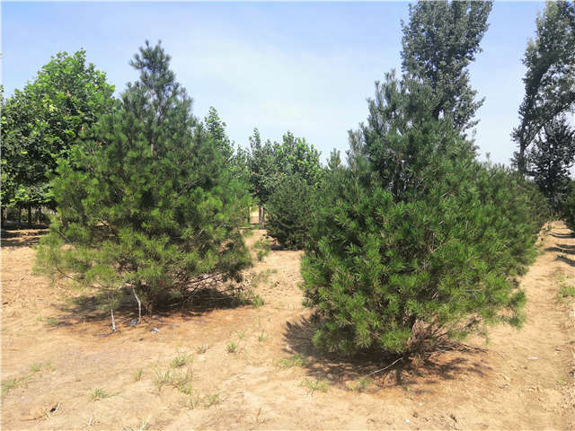 沭陽長景園林白皮松種植基地實拍圖片 沭陽長景園林白皮松種植基地實拍圖片