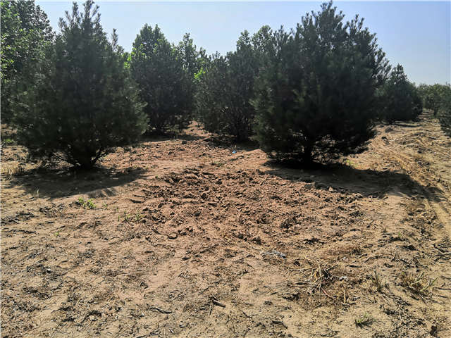 沭陽長景園林白皮松種植基地實拍圖片 沭陽長景園林白皮松種植基地實拍圖片
