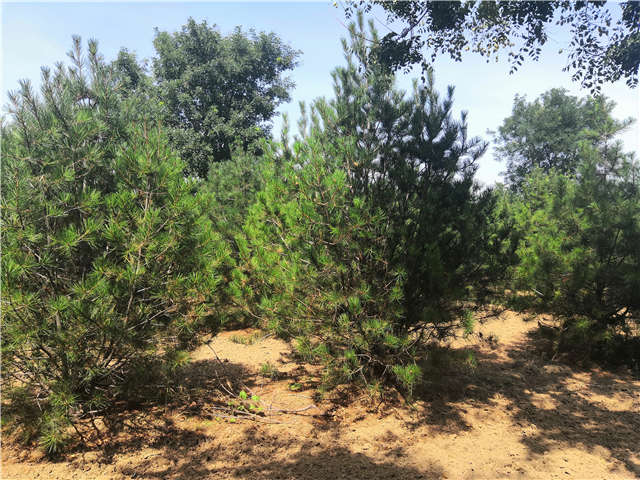沭陽長景園林白皮松種植基地實拍圖片 沭陽長景園林白皮松種植基地實拍圖片