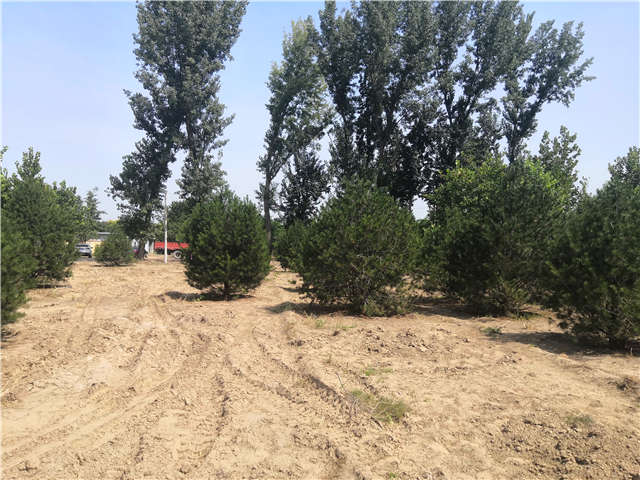 沭陽長景園林白皮松種植基地實拍圖片 沭陽長景園林白皮松種植基地實拍圖片