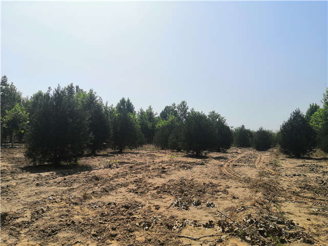 沭陽長景園林白皮松種植基地實拍圖片 沭陽長景園林白皮松種植基地實拍圖片