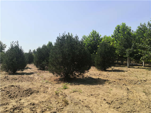 沭陽長景園林白皮松種植基地實拍圖片 沭陽長景園林白皮松種植基地實拍圖片
