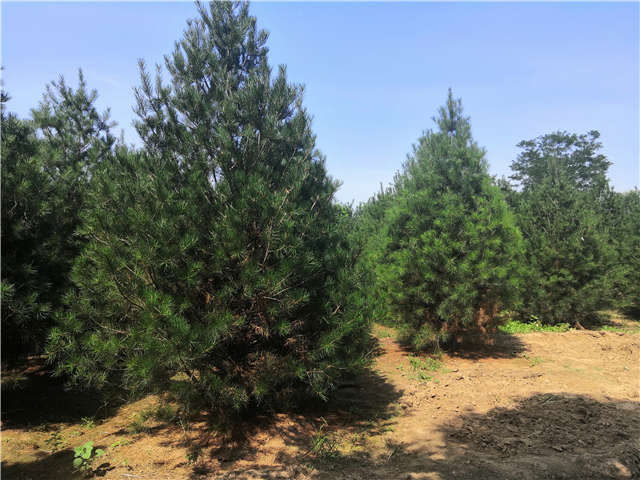 沭陽長景園林白皮松種植基地實拍圖片 沭陽長景園林白皮松種植基地實拍圖片