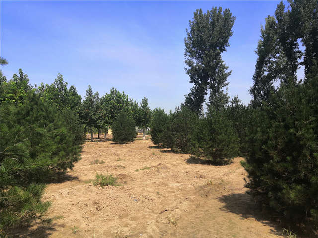沭陽長景園林白皮松種植基地實拍圖片 沭陽長景園林白皮松種植基地實拍圖片