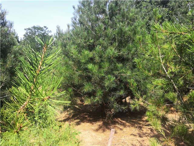沭陽長景園林白皮松種植基地實拍圖片 沭陽長景園林白皮松種植基地實拍圖片