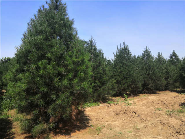 沭陽長景園林白皮松種植基地實拍圖片 沭陽長景園林白皮松種植基地實拍圖片