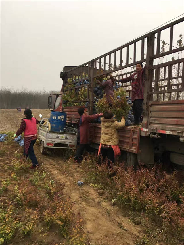 金葉女貞裝車現場照片 金葉女貞裝車現場照片