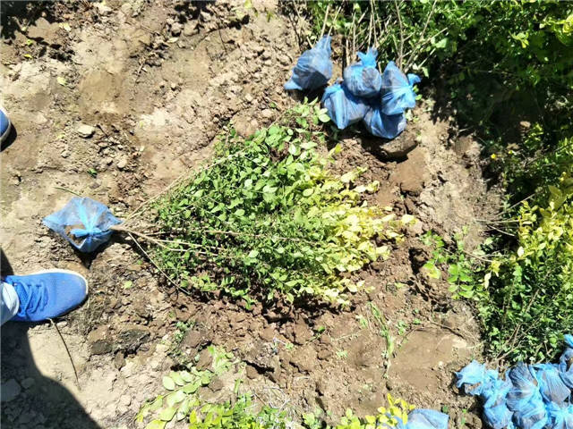 金葉女貞照片種植基地實拍 金葉女貞照片種植基地實拍