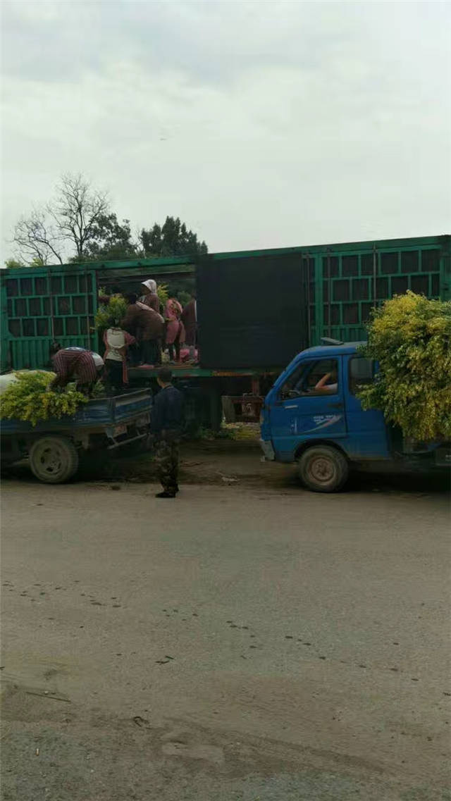 金葉女貞裝車現場照片 金葉女貞裝車現場照片