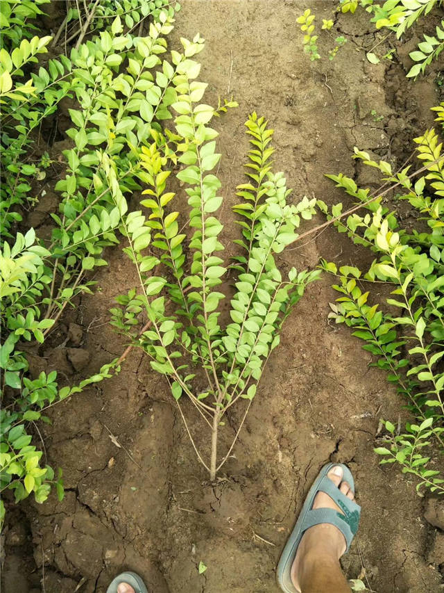 金葉女貞照片種植基地實拍 金葉女貞照片種植基地實拍