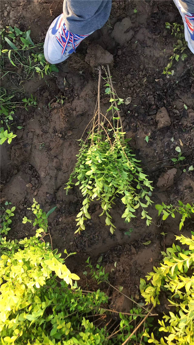 金葉女貞照片種植基地實拍 金葉女貞照片種植基地實拍