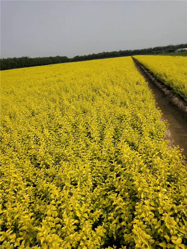 金葉女貞照片種植基地實拍 金葉女貞照片種植基地實拍