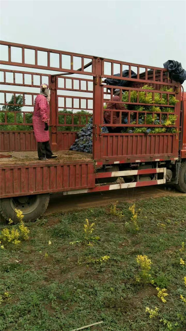 金葉女貞裝車現場照片 金葉女貞裝車現場照片