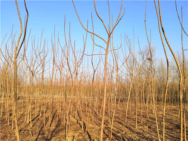 火炬樹照片種植基地實拍 火炬樹照片種植基地實拍
