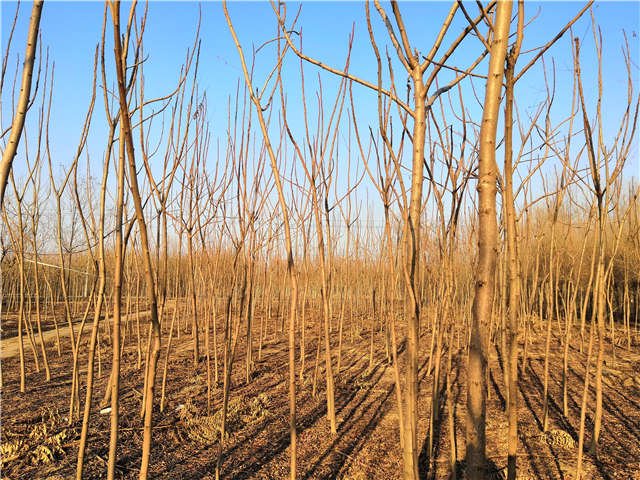 火炬樹照片種植基地實拍 火炬樹照片種植基地實拍